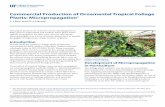 Commercial Production of Ornamental Tropical Foliage ...edis.ifas.ufl.edu/pdffiles/EP/EP52000.pdf · Commercial Production of Ornamental Tropical Foliage Plants: Micropropagation