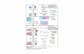 Diapositivas Metabolismo de la glucosa [Modo de … · Glucose priming ADP Glucose 6-phosphate Fructose 6-phosphate OH H OH H OH Preparatory phase Phosphorylation of glucose and its