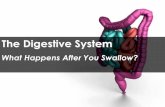 The Digestive System - mrenns.com€¦The Digestive System The digestive system has 3 main functions. To breakdown food into smaller nutrients. To absorb nutrients into the bloodstream.