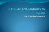 Cellular Adaptations to Injury - Open University of Sri Lanka Adaptations to... · 2. Hypertrophy: (1) Definition: An increase in the size of cells, and with such change, an increase
