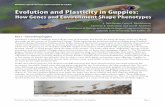 NATIONAL CENTER FOR CASE STUDY TEACHING IN …sciencecases.lib.buffalo.edu/cs/files/guppy_genes.pdf · “Evolution and Plasticity in Guppies” by Broder, Handelsman, Ghalambor,