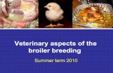 Veterinary aspects of the broiler breeding. - VFU · Veterinary aspects of the broiler breeding Summer term 2010. Broiler chickens Standard intensively farmed broiler chickens are