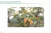 TARA (CAESALPINIA SPINOSA) - Infobosques · Âla tara (caesalpinia spinosa) es una especie forestal nativa, que contribuye en la economia de diversas familias campesinas,