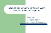 Managing Alfalfa Infested with Roughstalk Bluegrass · Managing Alfalfa Infested with Roughstalk Bluegrass Phil Kaatz Michigan State University Extension