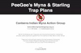 PeeGee’s Myna & Starling Trap Plans · Peeees Myna tarling Trap Plans Page 4 Assembly of Feeding Chamber Entrance & Door STEP 1 Fold at right angles to form two sides and top of