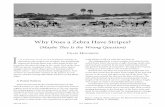Why Does a Zebra Have Stripes? - The Nature Institutenatureinstitute.org/pub/ic/ic37/zebra.pdf · stripes narrows to a tip so that the rear end is more white than black. On the rump