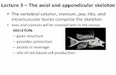 Lecture 3 – The axial and appendicular .Lecture 3 – The axial and appendicular skeleton • The