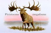 Pleistocene megafauna - Faculty of Sciencemysite.science.uottawa.ca/idclark/Quat2333/labs/2008/Fauna.pdf · extinct mammals roamed over wide areas of the West during the Pleistocene