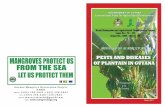 MANAGEMENTSTRATEGY Both cultural and chemical … diseases of plantain in... · National Agricultural Research Institute Pests and Diseases of Plantain in Guyana 17 MANAGEMENTSTRATEGY