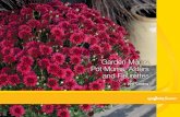 Garden Mums, Pot Mums, Asters and Fleurettes Mums 2017.pdf · Garden Mums, Pot Mums, Asters and Fleurettes 2017 Catalog. Born of Nature, Bettered by Breeding. Syngenta Flowers, Inc.