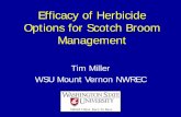 Efficacy of Herbicide Options for Scotch Broom Management · Efficacy of Herbicide Options for Scotch Broom Management. Tim Miller. WSU Mount Vernon NWREC