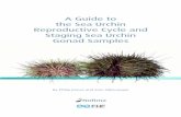 A Guide to the Sea Urchin Reproductive Cycle and … · By Philip James and Sten Siikavuopio A Guide to the Sea Urchin Reproductive Cycle and Staging Sea Urchin Gonad Samples
