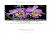 SENTINEL ORCHIDSsentinelorchids.com/downloads/Sentinel-Orchids-2017_18-Catalog.pdf · BROUGHTONIA SPECIES Sentinel has specialized in Broughtonia species and hybrids since 1980. They