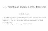 Cell membrane and membrane transport - .Cell membrane and membrane transport ... PLASMA MEMBRANE