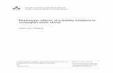 Phenotypic effects of a fertility mutation in norwegian ...stud.epsilon.slu.se/6154/7/siddiqua_s_a_131015.pdf · Phenotypic effects of a fertility mutation in norwegian white ...