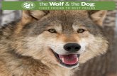 the Wolf &the Dog - defenders.orgdefenders.org/publications/the_wolf__the_dog_first_friend_to_best... · The first dogs probably evolved from wolf breeds in Asia, which were smaller