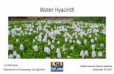 Water Hyacinth - Association of State Wetland Managers · Water Hyacinth Lori Moshman . Department of Entomology, LSU AgCenter . ASWM Invasive Species Webinar . November 30, 2017