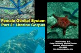 Female Genital System Part 2: Uterine Corpus - … · Female Genital System Part 2: Uterine Corpus Rex Bentley, M.D. ... uterus, as seen above, and ... (esp. in ovary)