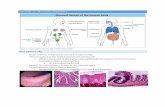LECTURE 12: MUCOSAL IMMUNITY - … · LECTURE 12: MUCOSAL IMMUNITY GUT STRUCTURE - Small intestine in humans is around 3-4 metres long ... area of vulnerability to adhesion and entry
