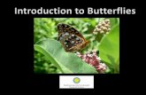 Egg - WordPress.com · 3 factors for egg laying ... red, black, white, yellow) .Structural: Diffraction or light bending (iridescent colors) .Androconia: Male butterflies, on ...