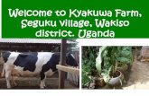 Welcome to Kyakuwa Farm, Seguku village, Wakiso district ... · Welcome to Kyakuwa Farm, Seguku village, Wakiso district. ... a case of Kyakuwa Farm, Seguku village, Wakiso district
