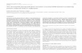 The Drosophila pipsqueakgene encodes a nuclear BTB …dev.biologists.org/content/develop/122/6/1859.full.pdf · Heidi Horowitz and Celeste A. Berg ... presented by Weber et al. ...