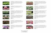 HYDRANGEA Hydrangea paniculata ... - scotts …scotts-nursery.ca/wp-content/uploads/2014/04/Shrub-Varieties-2015... · Phantom Magical Fire HYDRANGEA Peegee Std. Ruby Slippers Pinky
