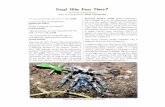 stop who goes there - Tarantula · Stop! Who Goes There? Text and photos by Eddy Hijmensen Tarantula Keepers Guide, these characters *'Hi, can anyone ID my newT?" [T_noobl are a reliable