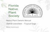 Florida Native Plant Society - fnps.org · Blood Sage, tropical sage, scarlet sage, salvia, rosy sage, Texas sage Salvia (SAL - vee - uh) Derived from the Latin ‘salvare’ - referring