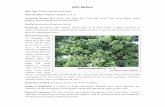 State Tree of West Bengal - 11.8 - bsienvis.nic.inbsienvis.nic.in/writereaddata/State Tree of West Bengal - 11_8_13.pdf · WEST BENGAL State Tree: Chhatim, ... Vernacular Names: Black