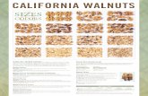 CALIFORNIA WALNUTS COLORS - wilburpacking.com · A B C D California shelled walnuts are available in a variety of sizes and colors. Descriptions and size tolerances are based on the