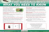 THE KISSING BUG - healthy.arkansas.gov · What does a kissing bug look like? The kissing bug (Triatoma sanguisuga) that lives in Arkansas is dark brown or black, with orange-red to