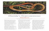SOUTHERN RINGNECK SNAKE ( Jim Merli Florida’s …€¦ · snake, plain black or slate gray with a white or gray chin and throat. Maximum length is about 70 inches, but most are