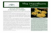 The Hawthorn - docshare04.docshare.tipsdocshare04.docshare.tips/files/5408/54088803.pdf · The Hawthorn The Hawthorn Spring 2011 Looking for Volunteers, Plants, and Garden-Related