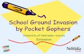 School Ground Invasion by Pocket Gophers · Drawing: University of Nebraska. Underground Bulldozers Pocket gophers have oversized front limbs and claws More than a ton of soil ...