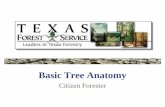 Basic Tree Anatomy - TreeFolks · Basic Tree Anatomy Citizen Forester. What is a Tree “A tree may be defined as a woody plant reaching 20 feet or more at maturity, with a single