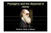 Phylogeny and the dispersal of Homo - roceeh.net · Steinheim, Mauer, Sima de los Huesos, Swanscombe) Methods: Taxa • Outgroup: Australopithecus africanusAustralopithecus africanus