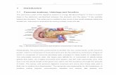 1.1 Pancreas anatomy, histology and function - uni …sundoc.bibliothek.uni-halle.de/diss-online/08/08H070/t2.pdf · 1.1 Pancreas anatomy, histology and function ... the endocrine
