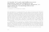 A Study of Leaf and Inflorescence Initiation and ... folder/A study of Chrysanthemum... · A Study of Leaf and Inflorescence Initiation and Development in Chrysanthemum morifolium