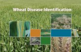 Wheat Disease Identification - UT Crops Disease ID TN.pdf · Diseases affecting heads and grain 1 Black chaff Black chaff causes dark-brown or black lesions on the glumes of infected