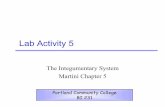 Lab Activity 5 - PCCspot.pcc.edu/anatomy/backup/PDF/Lab_5_6_7.pdf · Lab Activity 5 The Integumentary System ... Lab Activity 7 Bone Histology ... • Bones are composed of both compact