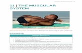 11|THE MUSCULAR SYSTEM - Gwendolyn Brooks …€¦ · • Identify the skeletal muscles and their actions on the skeleton and soft tissues of the body ... andappendicular ... 434