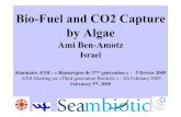 Bio-Fuel and CO2 Capture by Algae · Bio-Fuel and CO2 Capture by Algae Ami Ben-Amotz Israel ... Dunaliella Scale Up 30m2 100m2 300m2 1,000m2 ... From Laboratory to Pilot Plant ...