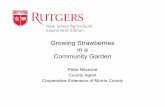 Growing Strawberries in a Community Garden 2018€¦ · Microsoft PowerPoint - Growing Strawberries in a Community Garden 2018.ppt Author: pnitzsche Created Date: 3/5/2018 4:01:11