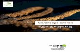 Cordyceps sinensis - Anastore€¦ · 5) Purification platform for Tibetan pharmacopoeia products. Dzongsar medical dispensary. 6) Cordyceps sinensis. 7) The valley from the Ganden