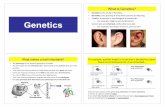 Gene$cs' Heredity' trait' Genetics not - PBworksnnhsbergbio.pbworks.com/w/file/fetch/118034325/hNOTES_Genetics1... · Gregor Mendel • Austrian monk ... then what is the genotypic
