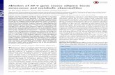 Ablation of XP-V gene causes adipose tissue … · Ablation of XP-V gene causes adipose tissue senescence and metabolic abnormalities Yih-Wen Chena, Robert A. Harrisb, ...