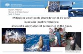 Mitigating odontocete depredation & by-catch in pelagic ...bycatch.org/sites/default/files/Hamer.pdf · Mitigating odontocete depredation & by-catch in pelagic longline fisheries: