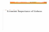 Economic Importance of Lichens - tnenvis.nic.intnenvis.nic.in/tnenvis_old/Lichens/Economic Importance.pdf · Economic Importance of Lichens. Lecanora esculenta considered as the ...