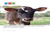 THINKING COWS - Farm Sanctuary · THINKING COWS: A REVIEW OF COGNITION, ... but also an essential contributor to the well-being of her cow compan- ... are actually quick learners